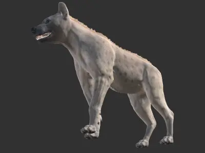Hyena  Low-poly 3D model