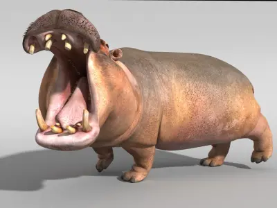 Hippopotamus 3D model