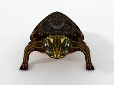 Oriental Painted Turtle Low-poly 3D model