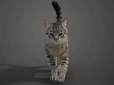 Grey Cat Animated  VFX Grace 3D model