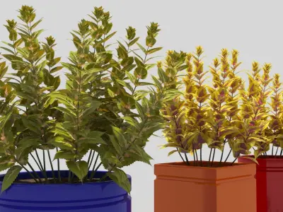 coleus three vases 3D model