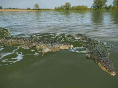 Realistic Crocodile - Alligator Low-poly 3D model