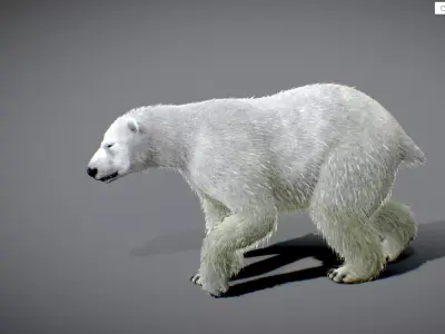 Polar bear Low-poly 3D model 8