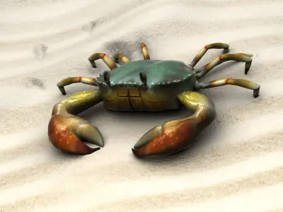 Fiddler crab sea crab shell crab 3D model