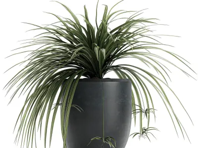 Decorative Cycas palm in a black flowerpot 625 3D model