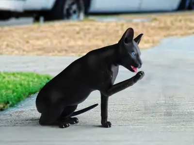 Cat Black Rigged in Blender Low-poly 3D model