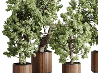 Tree bonsai in a wooden Pot - Indoor plant set 702 3D model