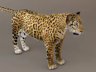 Jaguar fur Model 3D model