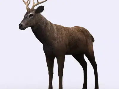 3DRT - Deer Low-poly 3D model