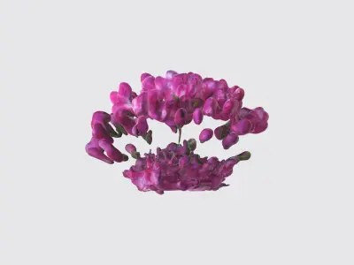 Dianthus Flowers Low-poly 3D model