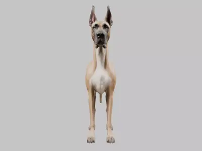 A majestic Great Dane Low-poly 3D model