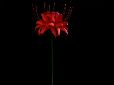 Lycoris Free low-poly 3D model