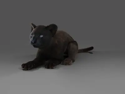 Fur Baby Black Panther Rigged in Blender Low-poly 3D model