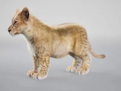 Lion Cub Rig UNREAL project  Maya base rig 3D model
