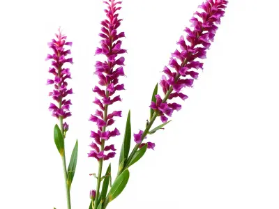 Purple Flower Model Pack  High Detail Botanical Collection Low-poly 3D model