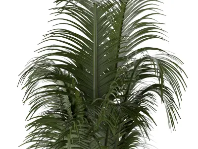 House Plant 30 3D model