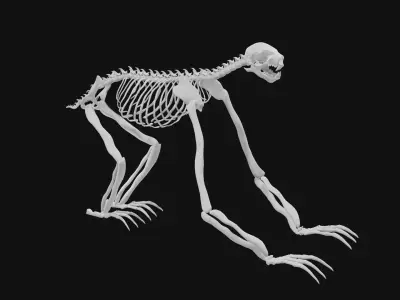Sloth skeleton 3D model