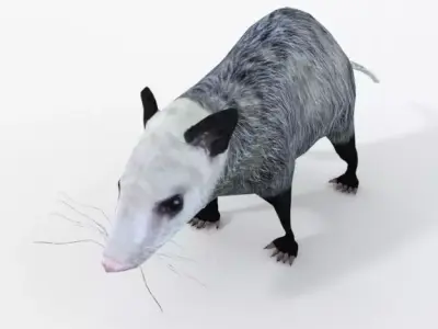 Opossum Low-poly 3D model