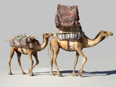 Camel camels 3D model