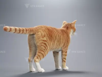 Orange white cat Animation  Blender 3D Model 3D model