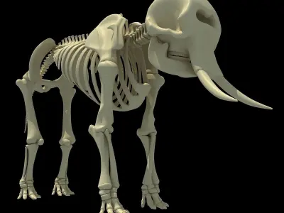 Skeleton of an African Elephant  3D model