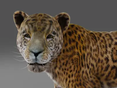 Fur Jaguar V02 Panther Rigged in Blender Low-poly 3D model