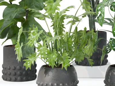 Plants collection 133 3D model