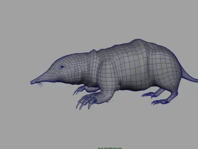 mole mammal 3D model