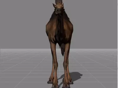 Camel animal 3D model