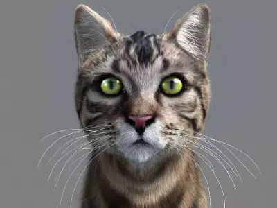 Cat-- tabby cat with eyes 3D model