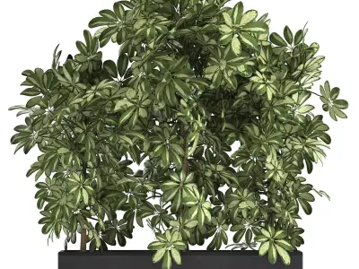 Decorative Schefflera in flowerpots 764 3D model