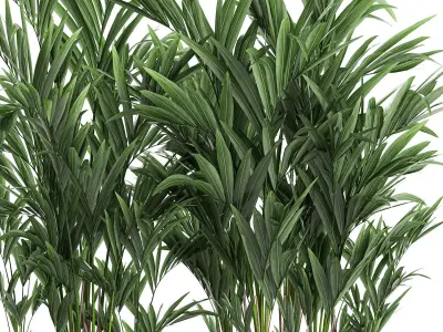 Decorative palm in a white flowerpot 573 3D model