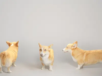 Corgi dog 04 Low-poly 3D model