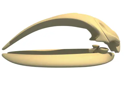 Right Whale Skull 3D model