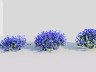 Lobelia erinus c 3D model