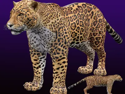 Jaguar Rigged 3D model