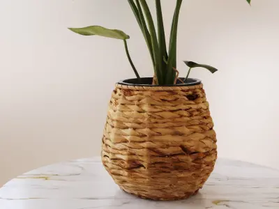Monstera plant in willow basket 3D model
