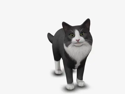 Cat Norwegian forest 3D model