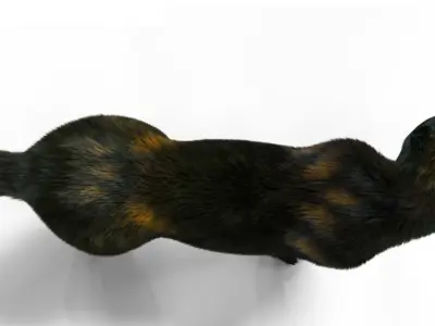 Fur Black Panther Rigged Low-poly 3D model