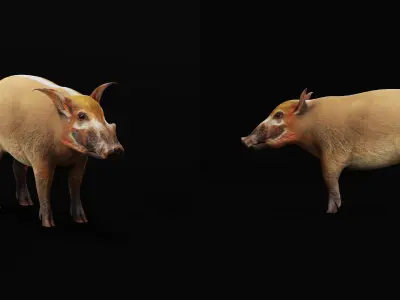 Red River Hog Low-poly 3D model