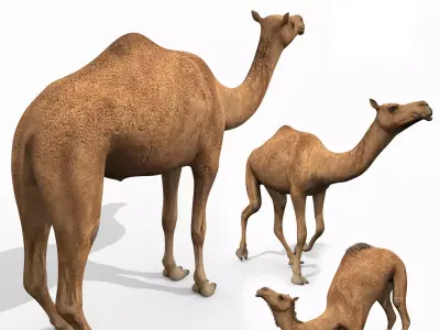 Pro Camel 8K - 3d animated model 3D model