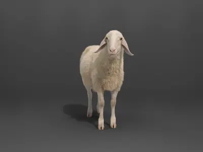 Assaf Sheep03 With 4 Animations VFX Grace  3D model