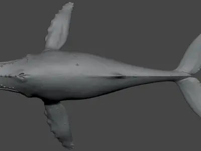 Humpback Whale 3D Model  Arnold Rendered Film-Quality Asset 3D model