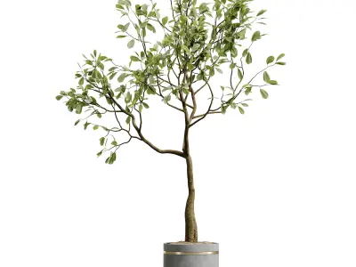 AV HousePlants Japandi Minimalism Ficus Dracaena Marginata28 3D model