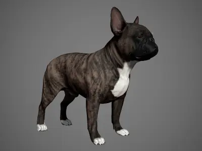 French Bulldog Real-Time Low-poly 3D model