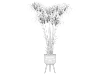 Cyperus Nofretete 01 3D model