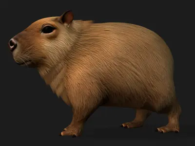 Capybara-A1 3D model