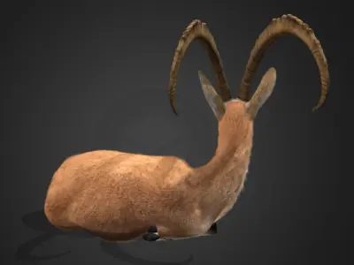 Nubian Ibex - Goat Animated 3D model