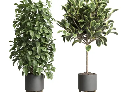  indoor plant 216 ficus rubbery bush cactus concrete vase 3D model