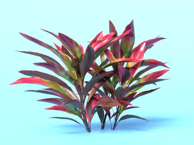 Cordyline Fruticosa Low-poly 3D model